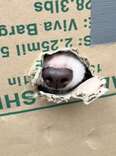 Rescuer Jumps Into Action After Seeing A Nose Poke Out Of Cardboard Box