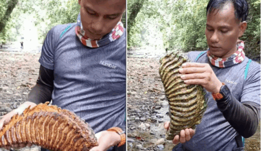 Man finds huge elephant tooth in river
