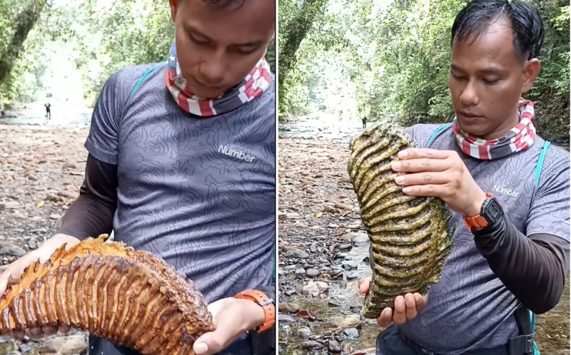 Man finds huge elephant tooth in river