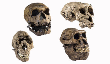 Genetic study reveals hidden chapter in human evolution