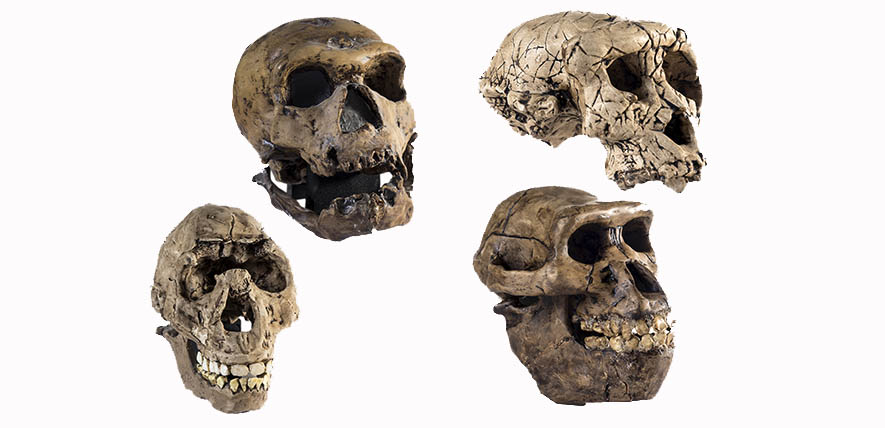 Genetic study reveals hidden chapter in human evolution