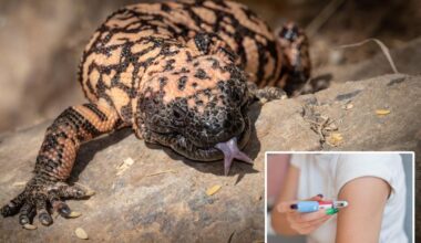 Lizard venom inspired Ozempic — as FDA warns of fake jabs