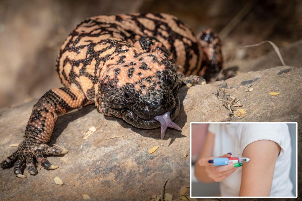 Lizard venom inspired Ozempic — as FDA warns of fake jabs