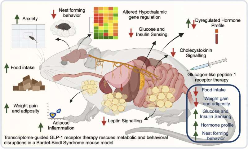 GLP-1 therapies show potential for treating rare genetic disorder Bardet-Biedl syndrome