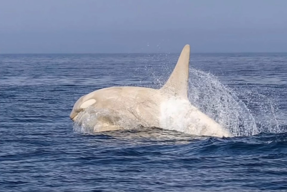 Albino orca swimming in the ocean.
