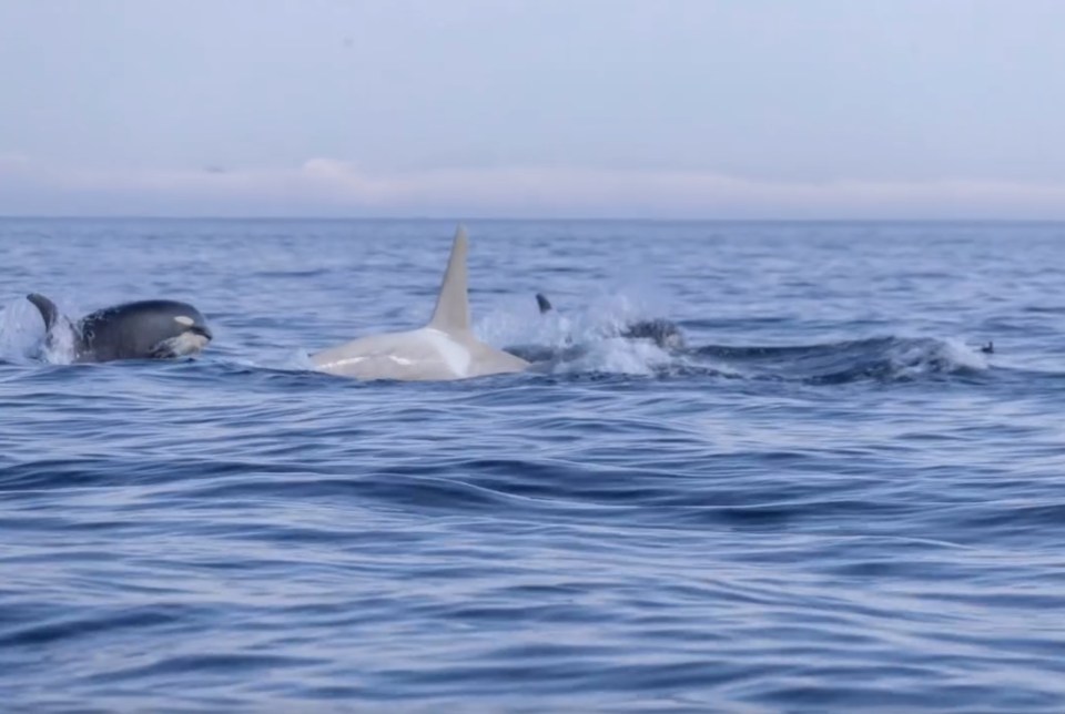 Albino orca swimming with other orcas.