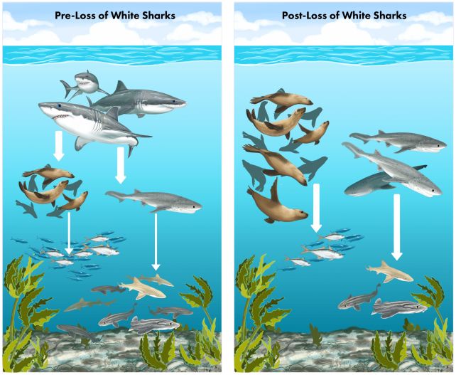 Orcas Are Driving Sharks From Their Home, And This Is Not Great