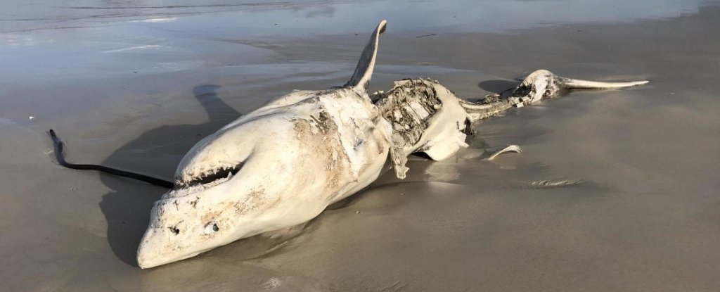 Orcas Are Terrorizing Sharks, And The Consequences Could Be Profound : ScienceAlert