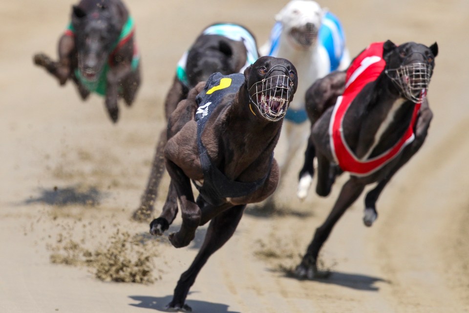 Greyhounds racing.