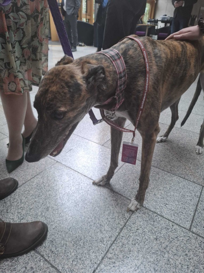 Brindle greyhound wearing a collar and ID tag.