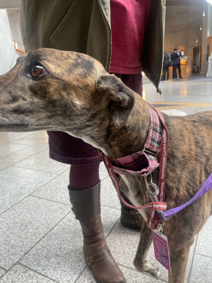 Greyhound wearing a service dog collar and ID.