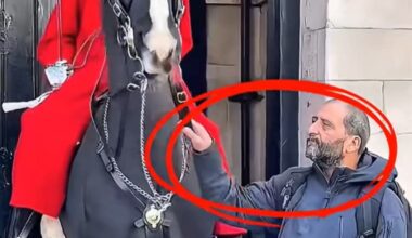 Moment King's Guard yells at tourists after they grab reins of his horse at Horse Guards Parade