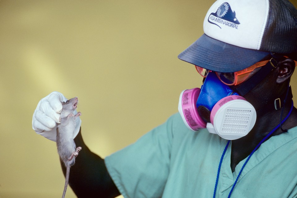 A health worker in Sierra Leone holds a rat while wearing protective gear during a Lassa fever outbreak.