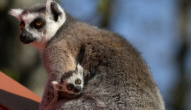Do you know what these baby animals are called? · TheJournal.ie