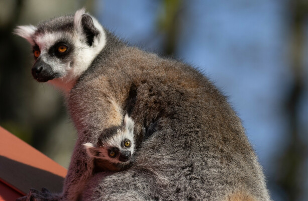 Do you know what these baby animals are called? · TheJournal.ie