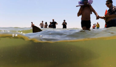 Israeli police search for swimmer following suspected shark attack - The Journal