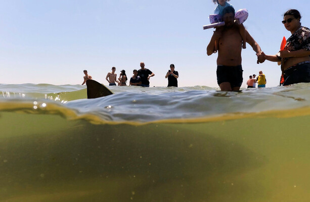 Israeli police search for swimmer following suspected shark attack - The Journal