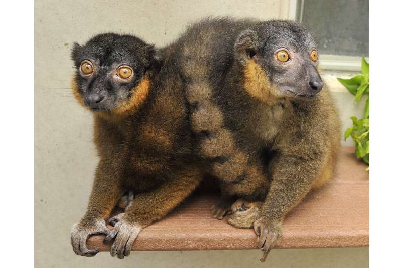 How changes in lemur brains made some mean girls nice