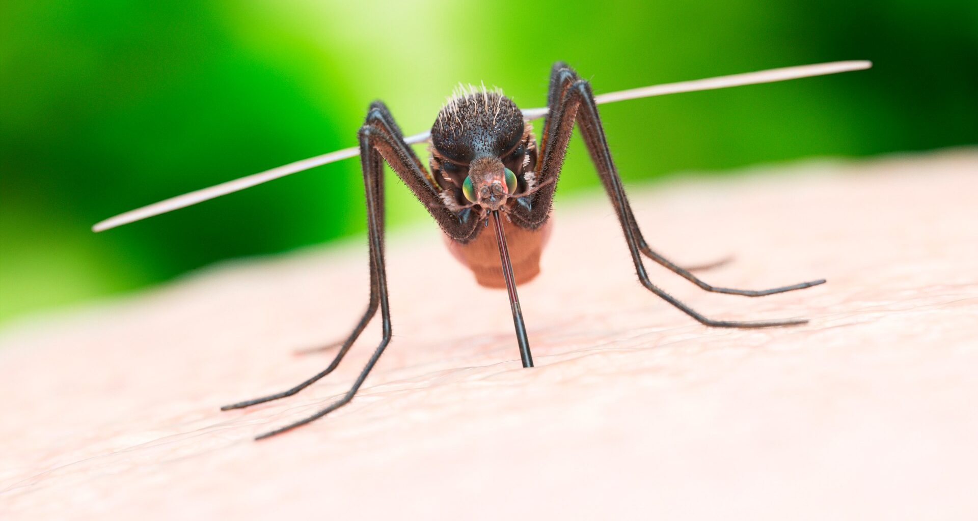 Mosquito-borne disease that causes bleeding and organ failure could erupt sparking a pandemic, warn scientists