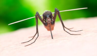 Mosquito-borne disease that causes bleeding and organ failure could erupt sparking a pandemic, warn scientists