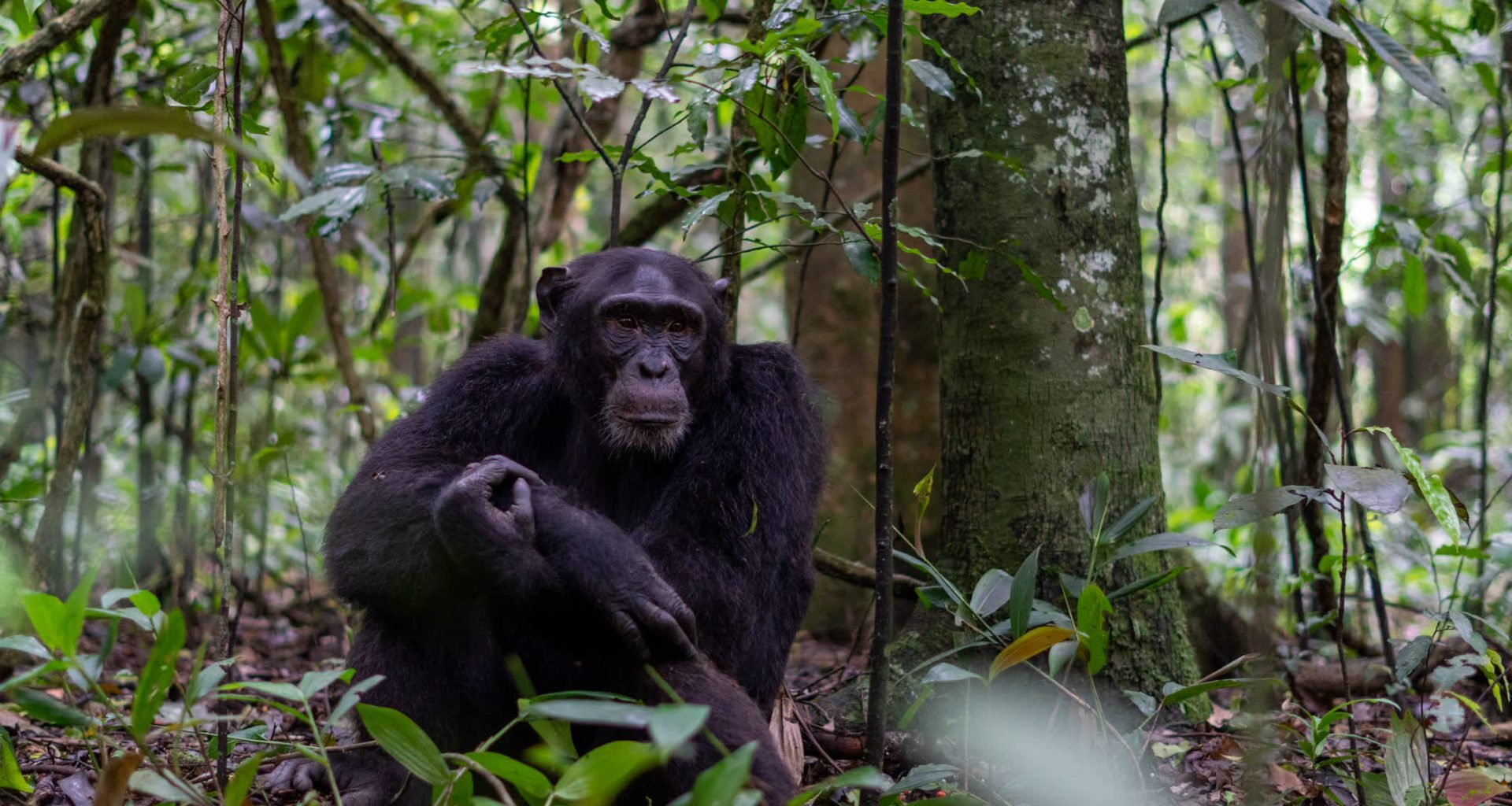 Many of the apes' evolved responses are putting them in a new kind of danger.
