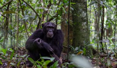 Many of the apes' evolved responses are putting them in a new kind of danger.