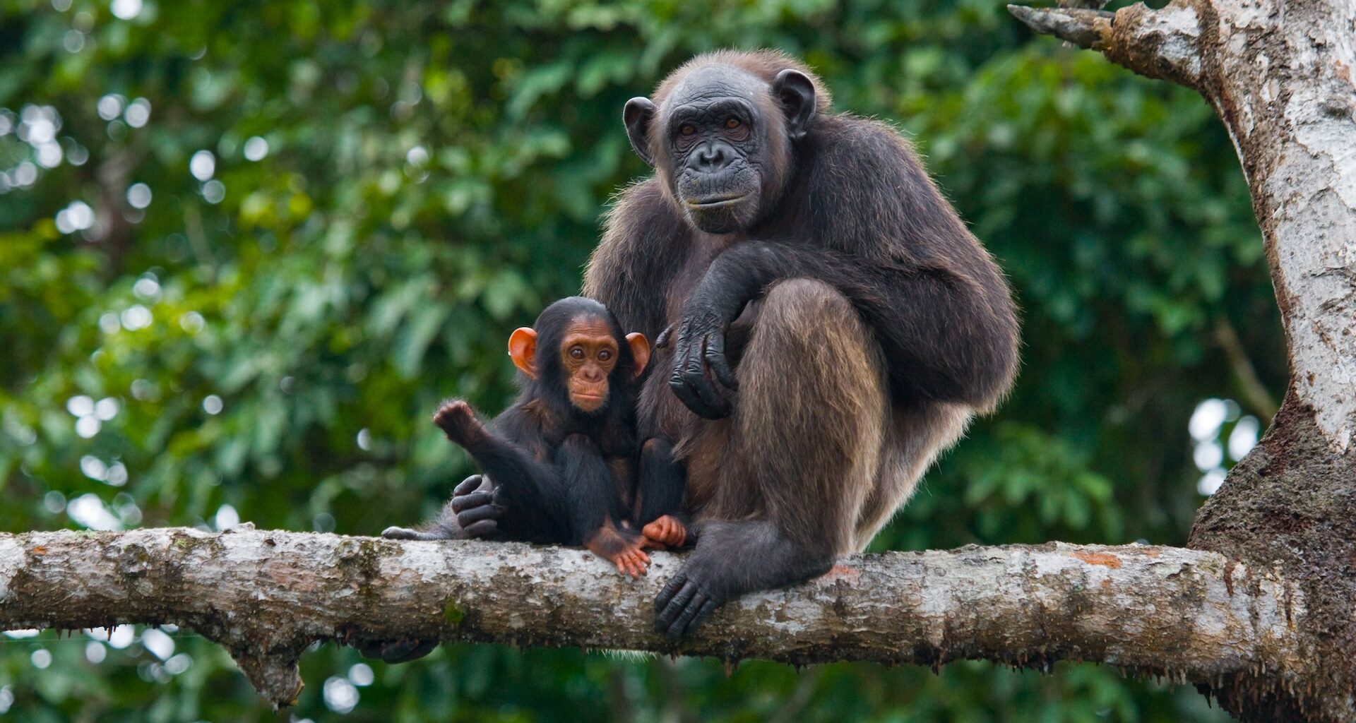 There are fewer than 250,000 chimpanzees left.