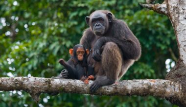 There are fewer than 250,000 chimpanzees left.