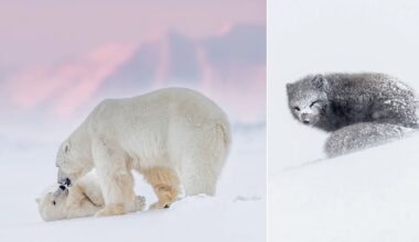On the left, two polar bears nuzzle each other on snow with a soft pink sky. On the right, an arctic fox curled up, covered in a dusting of snow, appears to be sleeping on a white snowy surface.