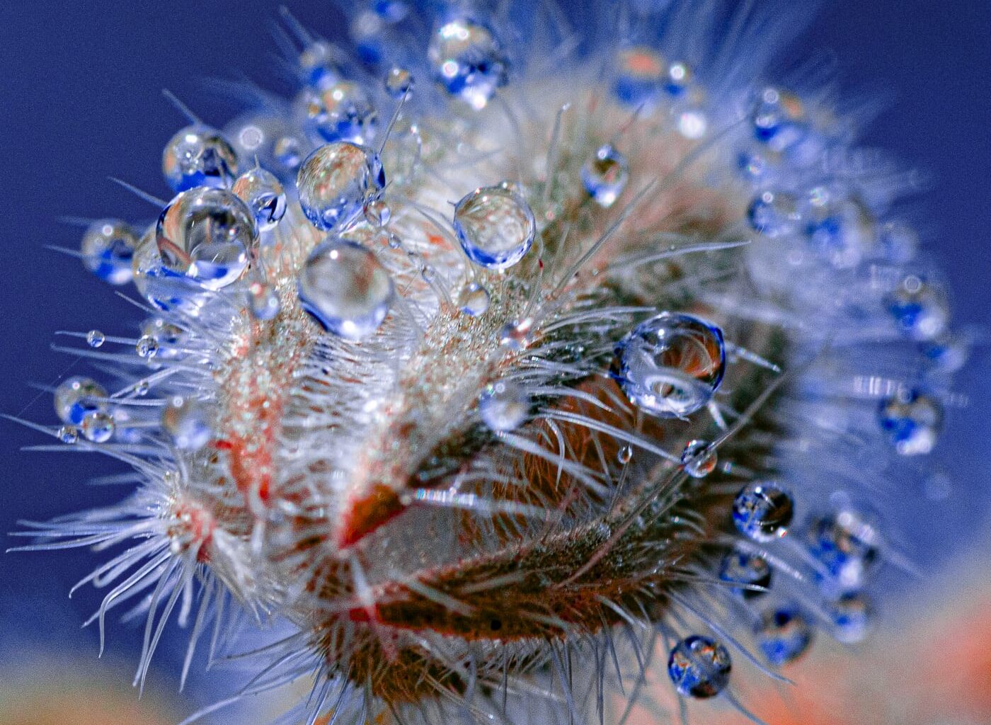 water droplets cling to spines on a vividly colored plant