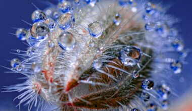 water droplets cling to spines on a vividly colored plant