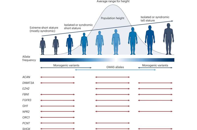 Links between height and health highlighted