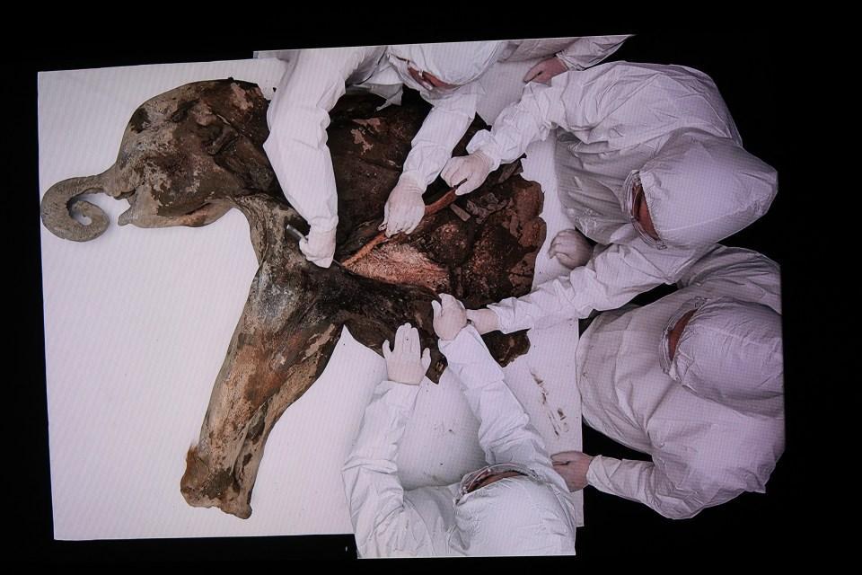 Scientists performing a necropsy on a baby mammoth.