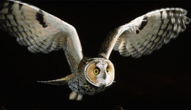 Owl Wings Glow Pink And It Could Be Sending a Secret Message : ScienceAlert