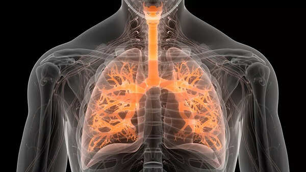 lungs