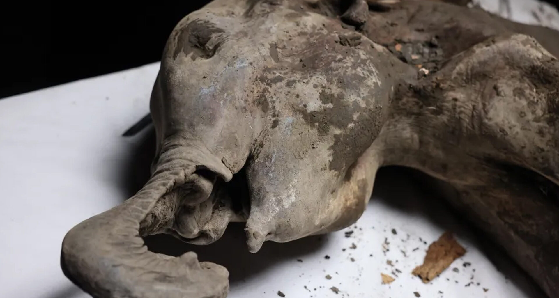 Necropsy on 400lb baby MAMMOTH frozen for 130,000 years carried out by Russian scientists – they even revealed its smell