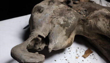 Necropsy on 400lb baby MAMMOTH frozen for 130,000 years carried out by Russian scientists – they even revealed its smell