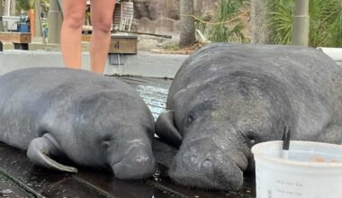 Mother and calf manatees rescued after months trapped in Port of the Islands canal