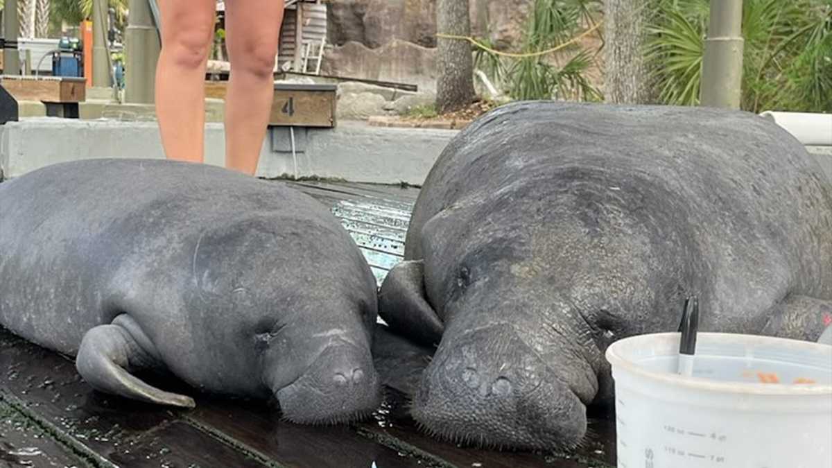 Mother and calf manatees rescued after months trapped in Port of the Islands canal