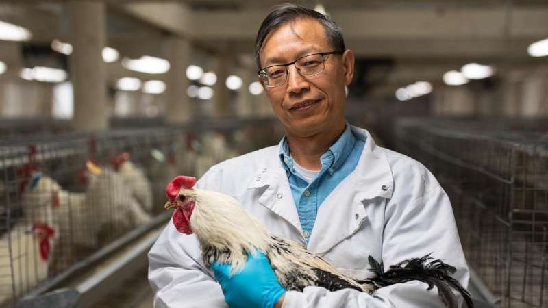 Map of genetic regulation in chickens could help fight against bird flu