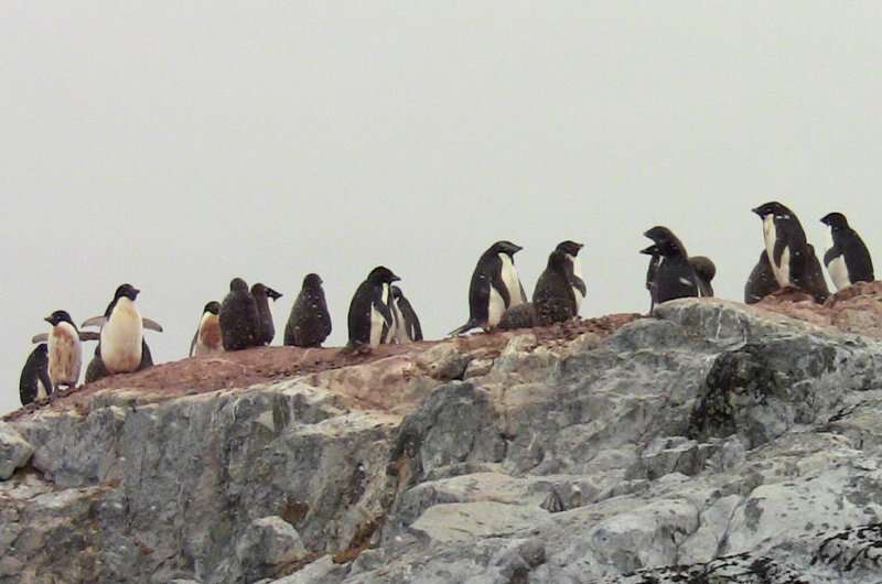 Mapping mercury contamination in penguins of the Southern Ocean, where no human sources of the contaminant exist