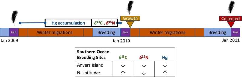 Mapping Mercury Contamination in Penguins of the Southern Ocean
