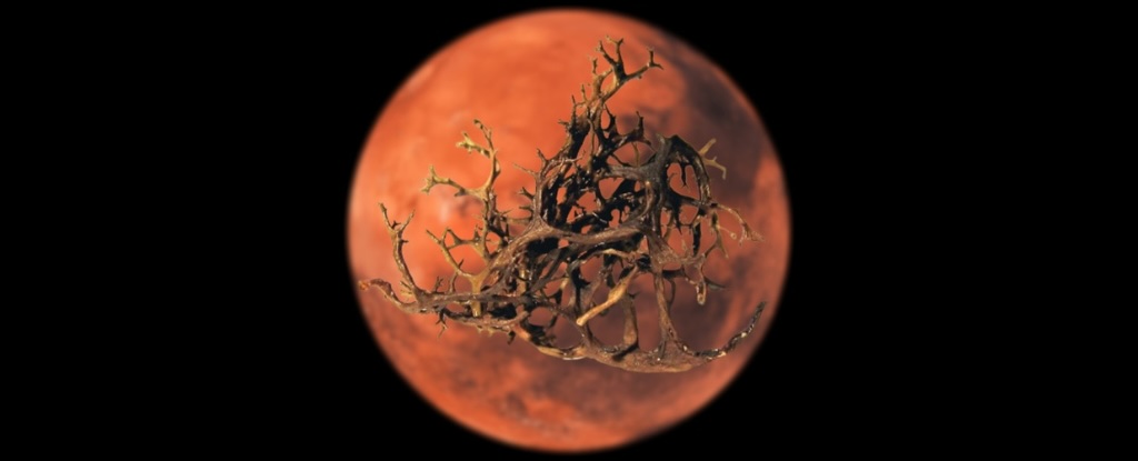 Lichens Thrive in Harsh Mars-Like Conditions, Groundbreaking Study Finds : ScienceAlert
