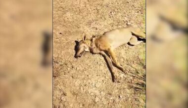Rare Indian grey wolf killed by shepherds in Bahawalpur