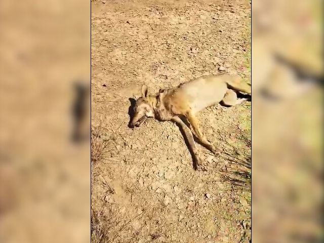 Rare Indian grey wolf killed by shepherds in Bahawalpur
