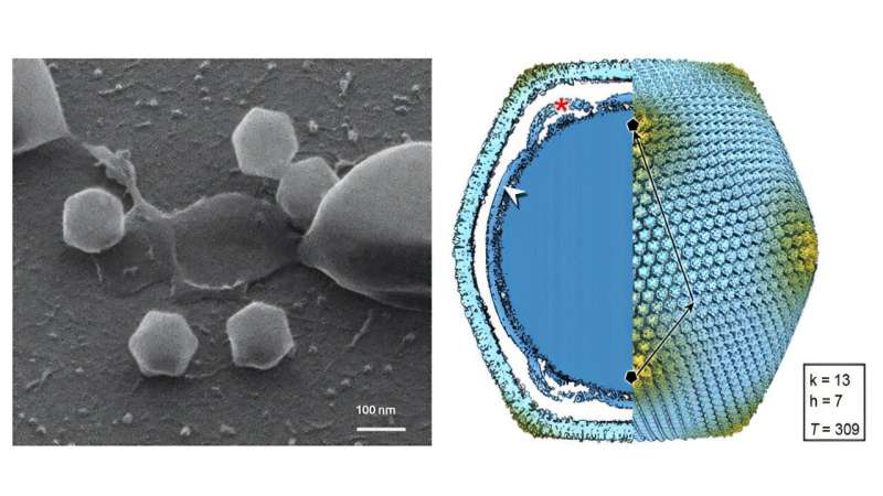 New giant virus isolated in Jyväskylä for the first time in Finland