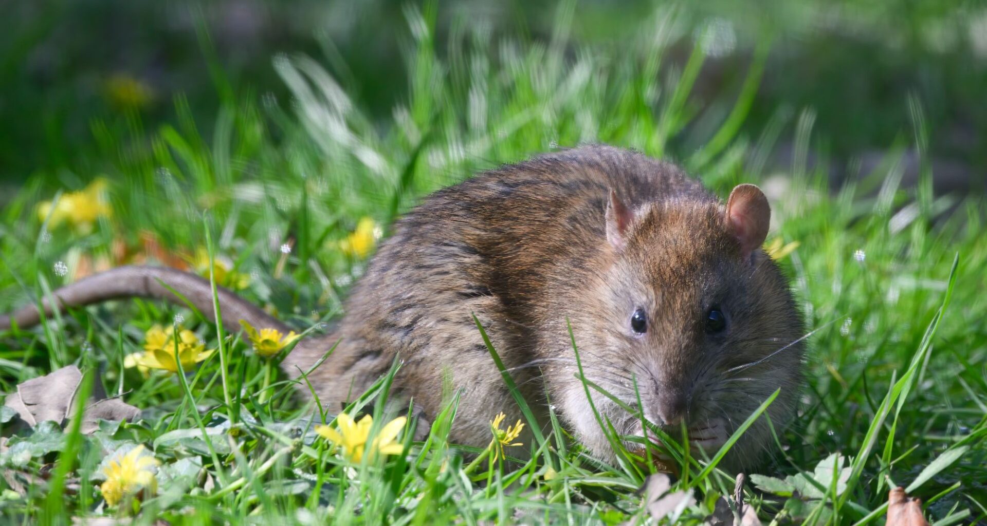 The 20p hack will keep rats and mice out of your garden for good and you’ll probably already have it in the cupboard