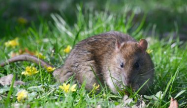 The 20p hack will keep rats and mice out of your garden for good and you’ll probably already have it in the cupboard