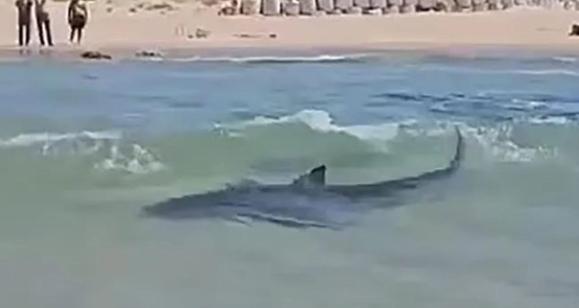 Harrowing moment swimmer is mauled by shark in front of screaming crowd in Israel as police search sea for missing diver