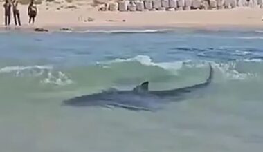 Harrowing moment swimmer is mauled by shark in front of screaming crowd in Israel as police search sea for missing diver